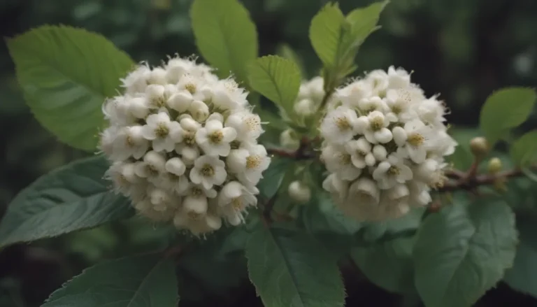 The Ultimate Guide to Growing and Caring for Common Snowberry