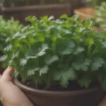 The Ultimate Guide to Companion Planting with Cilantro