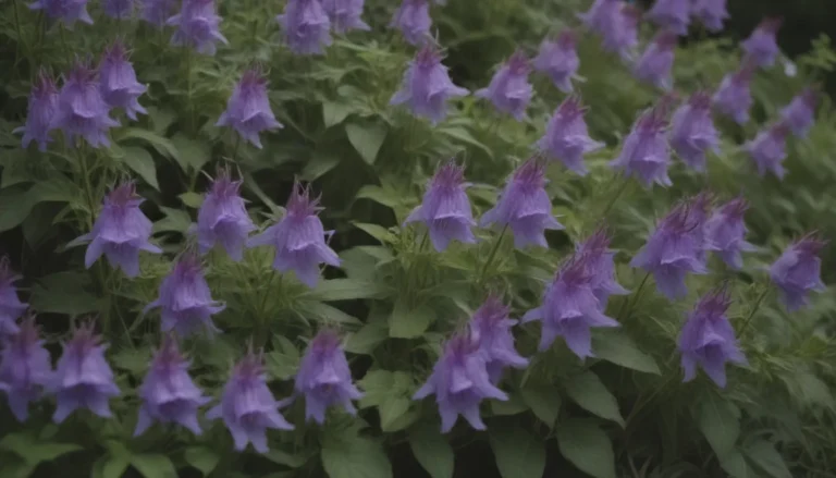 The Ultimate Guide to Identifying and Removing Creeping Bellflower: A Gardener’s Nightmare