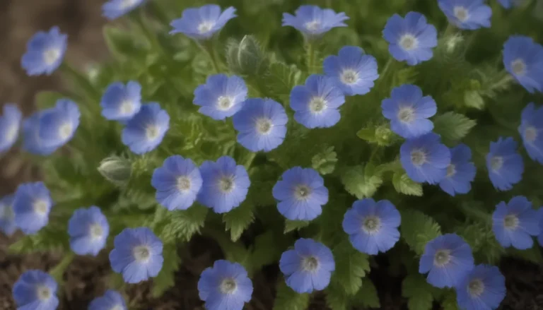 The Ultimate Guide to Growing Creeping Speedwell