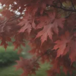 Ultimate Guide to Growing and Caring for the 'Crimson King' Maple