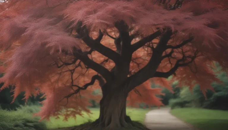 Ultimate Guide: Growing and Caring for Crimson Queen Japanese Maples