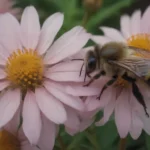 The Importance of Cross-Pollination in Your Garden: A Comprehensive Guide