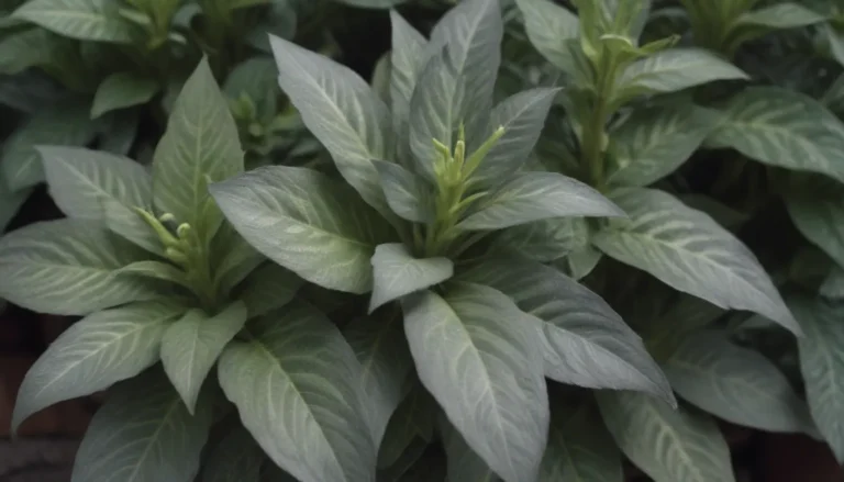 How to Grow and Care for Ctenanthe Setosa ‘Grey Star’ Plants