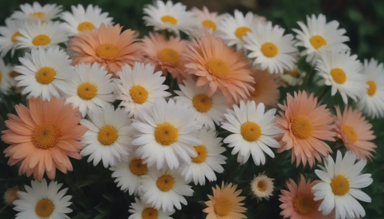 27 Types of Daisies to Add Vibrant Color to Your Garden