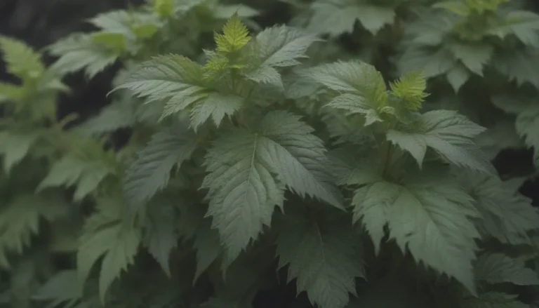 Comprehensive Guide to Growing and Caring for Stinging Nettle