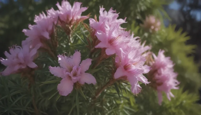 How to Successfully Grow and Care for Desert Willow Plants