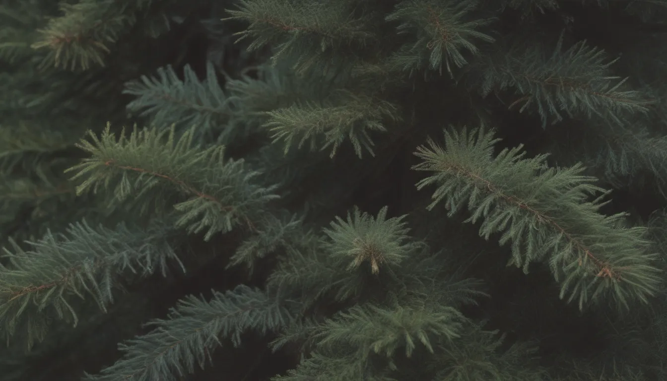 Understanding the Difference Between Conifers and Evergreens