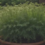 Comprehensive Guide to Companion Planting with Dill