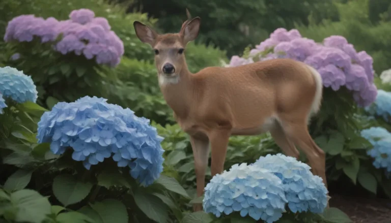 How to Protect Your Hydrangeas from Deer: Tips and Tricks