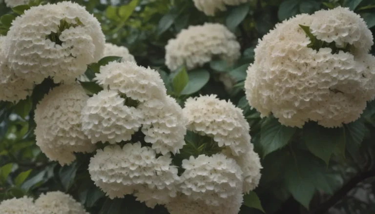 How to Grow and Care for Doublefile Viburnum Shrubs: A Comprehensive Guide