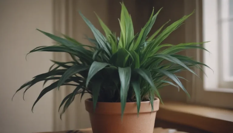 The Ultimate Guide to Growing and Caring for Dracaena Janet Craig: Your Low-Maintenance Houseplant Companion