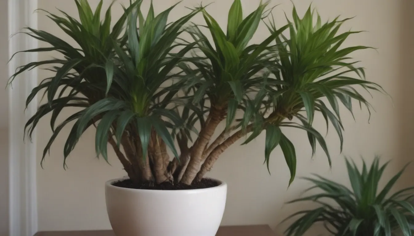 Comprehensive Guide to Caring for Dracaena Houseplants: Types, Growing Tips, and More