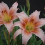 A Complete Guide to Growing and Caring for Dragon Lily Plants