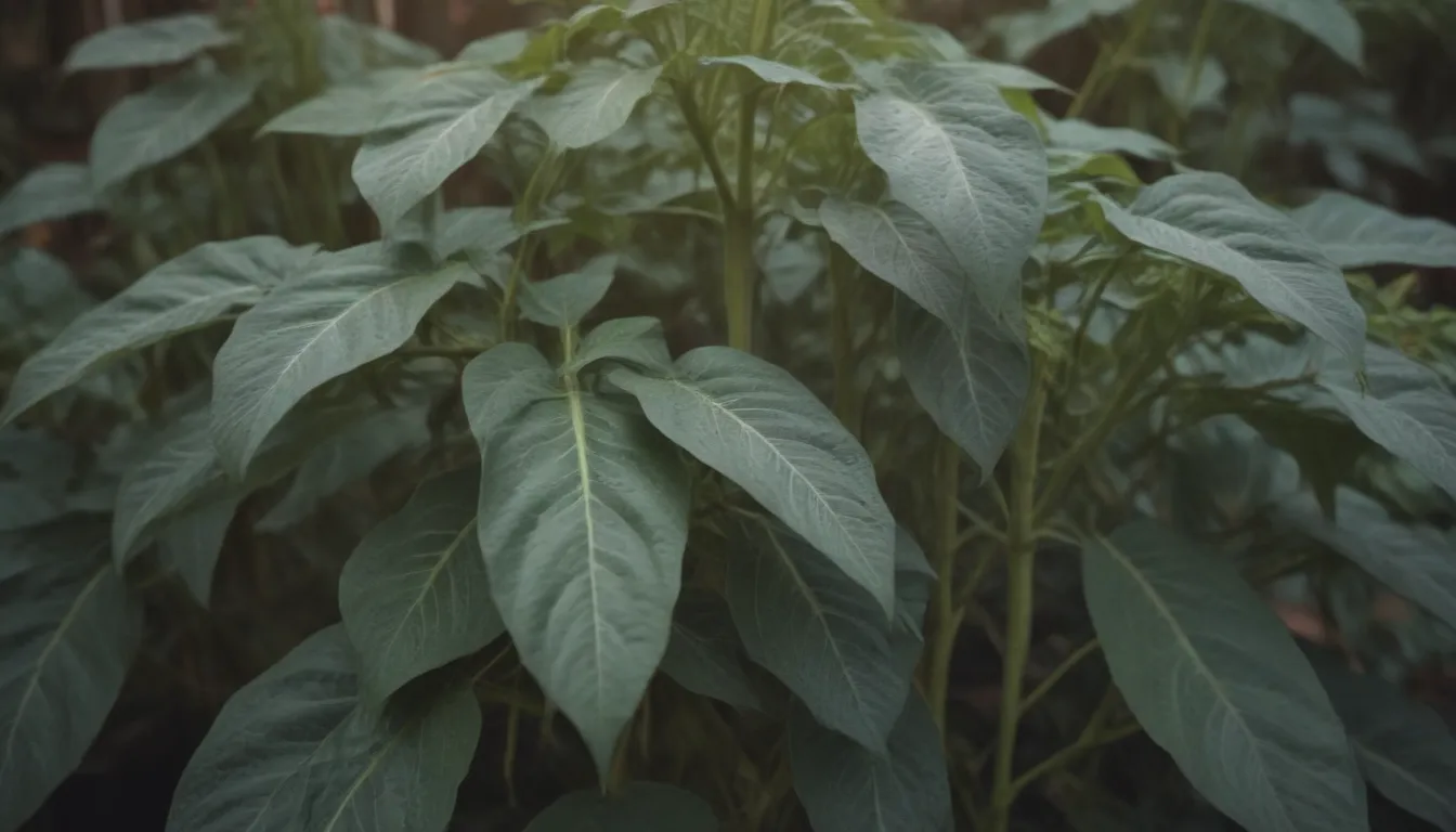 The Ultimate Guide to Growing and Caring for Dragon Tongue Bush Beans