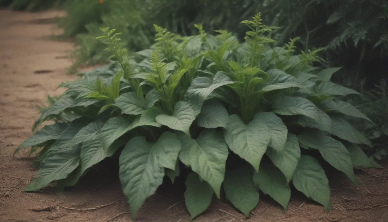 Drought-Tolerant Ground Covers: A Comprehensive Guide