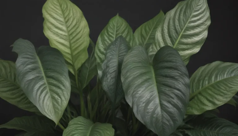 How to Grow and Care for Dieffenbachia (Dumb Cane)