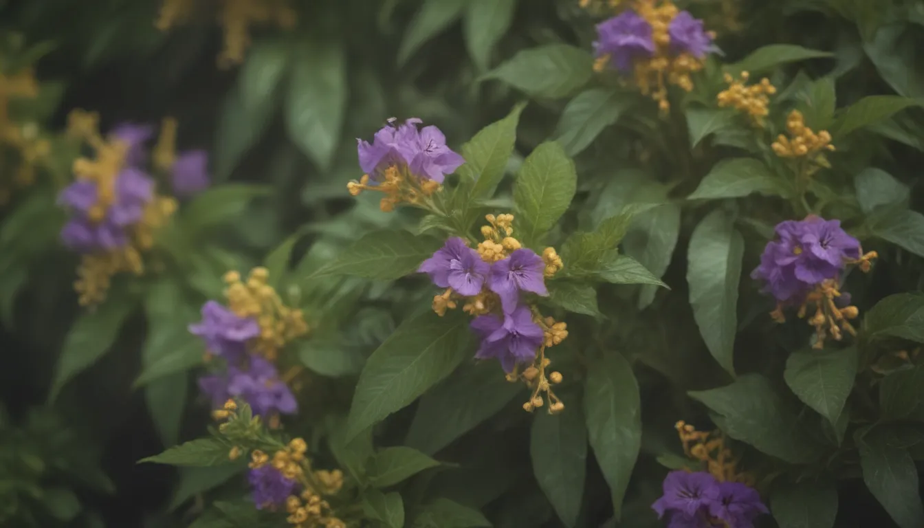 Comprehensive Guide to Growing and Caring for Duranta Plant (Golden Dewdrops)