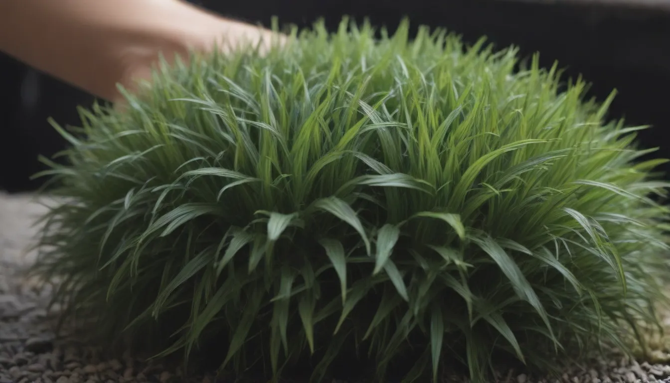 Everything You Need to Know about Growing and Caring for Dwarf Mondo Grass in Your Yard