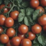 The Ultimate Guide to Growing Early Girl Tomatoes