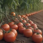 Maximizing Your Early Season Tomato Harvest