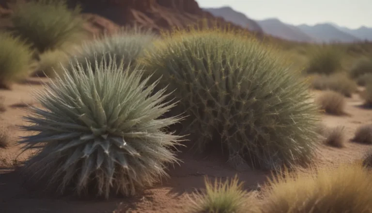 A Guide to Easy Desert Plants for Your Yard