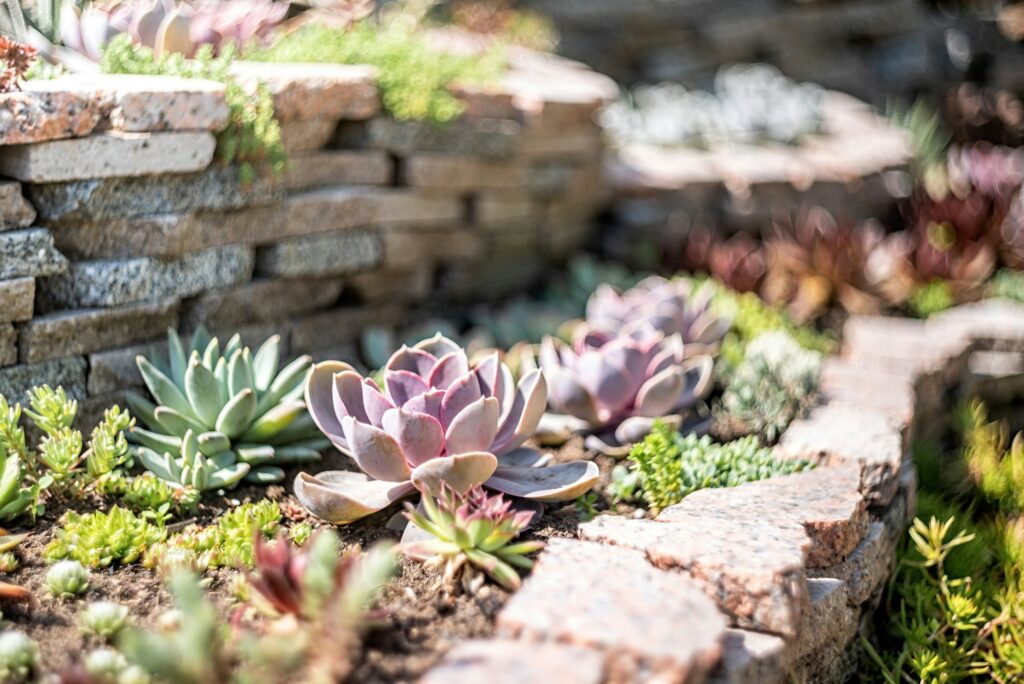 echeveria succulent garden with rocks outdoors, botanical garden and nature