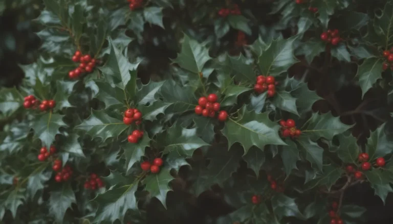 Exploring 18 Fascinating Holly Plants for Your Garden