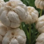 Comprehensive Guide to Growing and Caring for Elephant Garlic