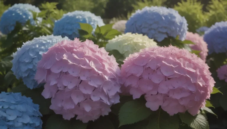 The Ultimate Guide to Growing and Caring for Endless Summer® Pop Star® Hydrangeas