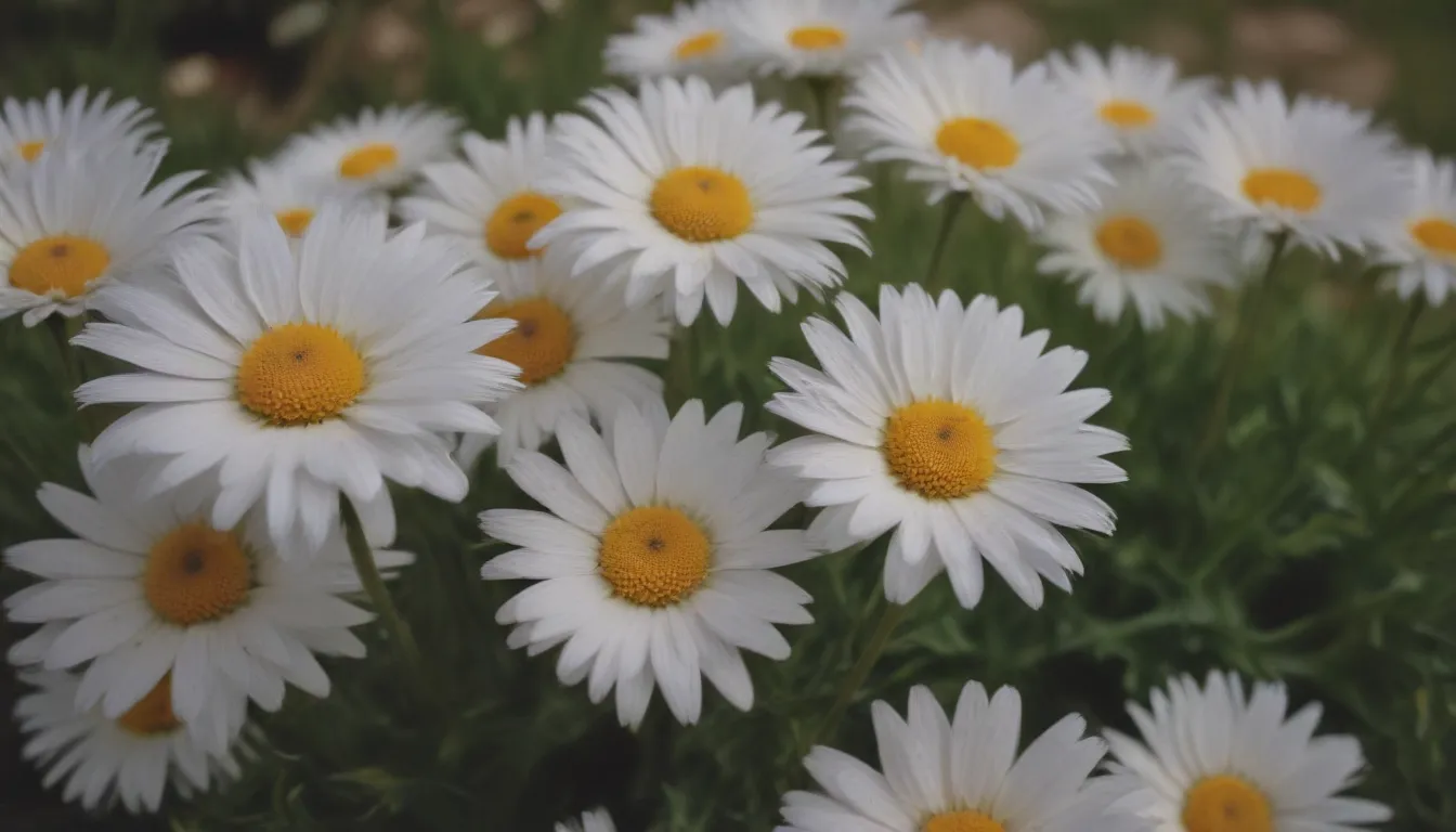 Your Complete Guide to Growing and Caring for English Daisy