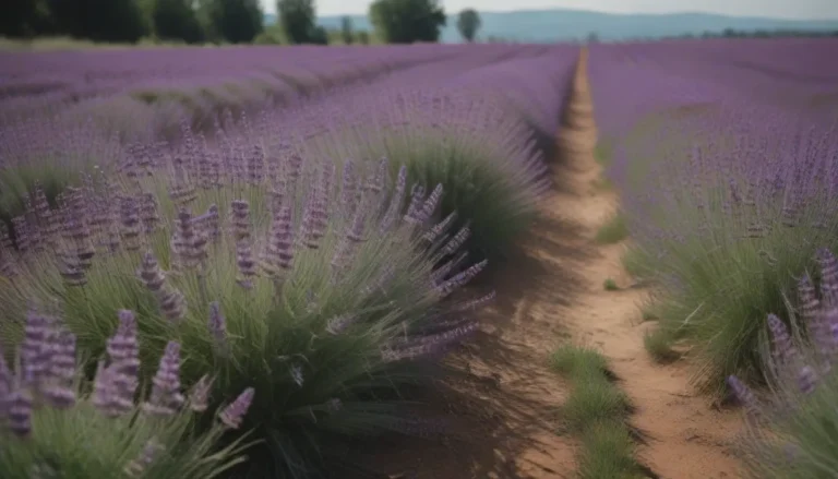 Ultimate Guide: Growing and Caring for English Lavender