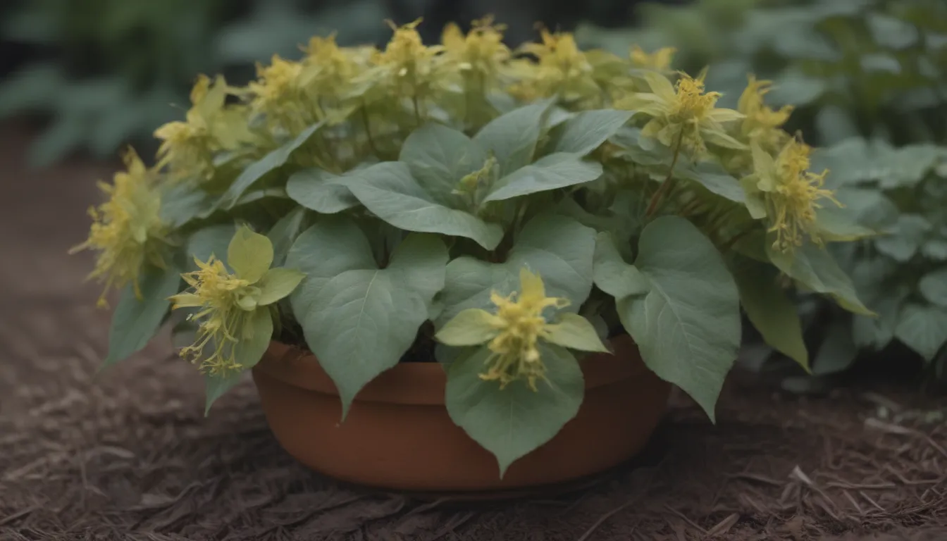 Everything You Need to Know About Growing and Caring for Epimedium Plants