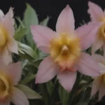 Everything You Need to Know About Growing and Caring for Epiphyllum Orchid Cacti