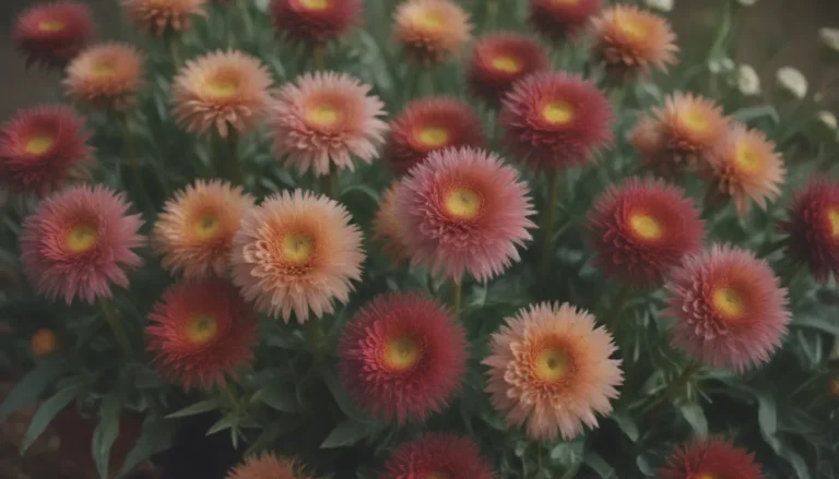 A Complete Guide to Growing and Caring for Strawflowers