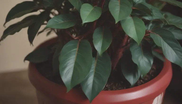 How to Care for Ficus Ruby: A Complete Guide