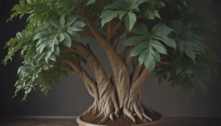 How to Successfully Grow and Care for Ficus Shivereana