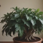 How to Grow and Care for Ficus Tineke: A Complete Guide