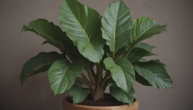 The Ultimate Guide to Caring for Your Fiddle Leaf Fig: 6 Common Reasons Your Fiddle Leaf Fig Leaves Are Turning Brown