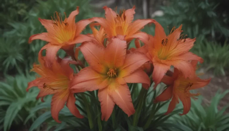 The Ultimate Guide to Growing and Caring for Fire Lily Plants