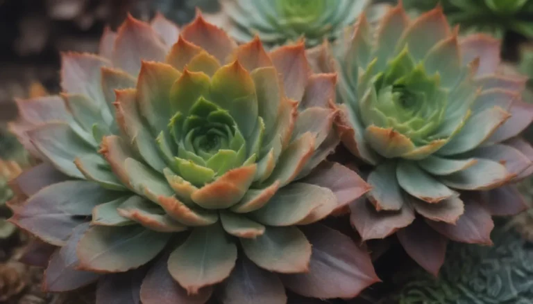 Comprehensive Guide to Growing and Caring for Flapjack Succulents