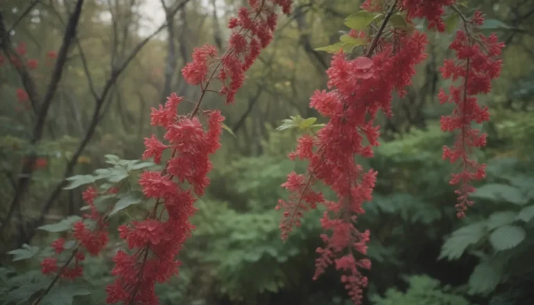 How to Grow and Care for Red-Flowering Currant (Ribes sanguineum)