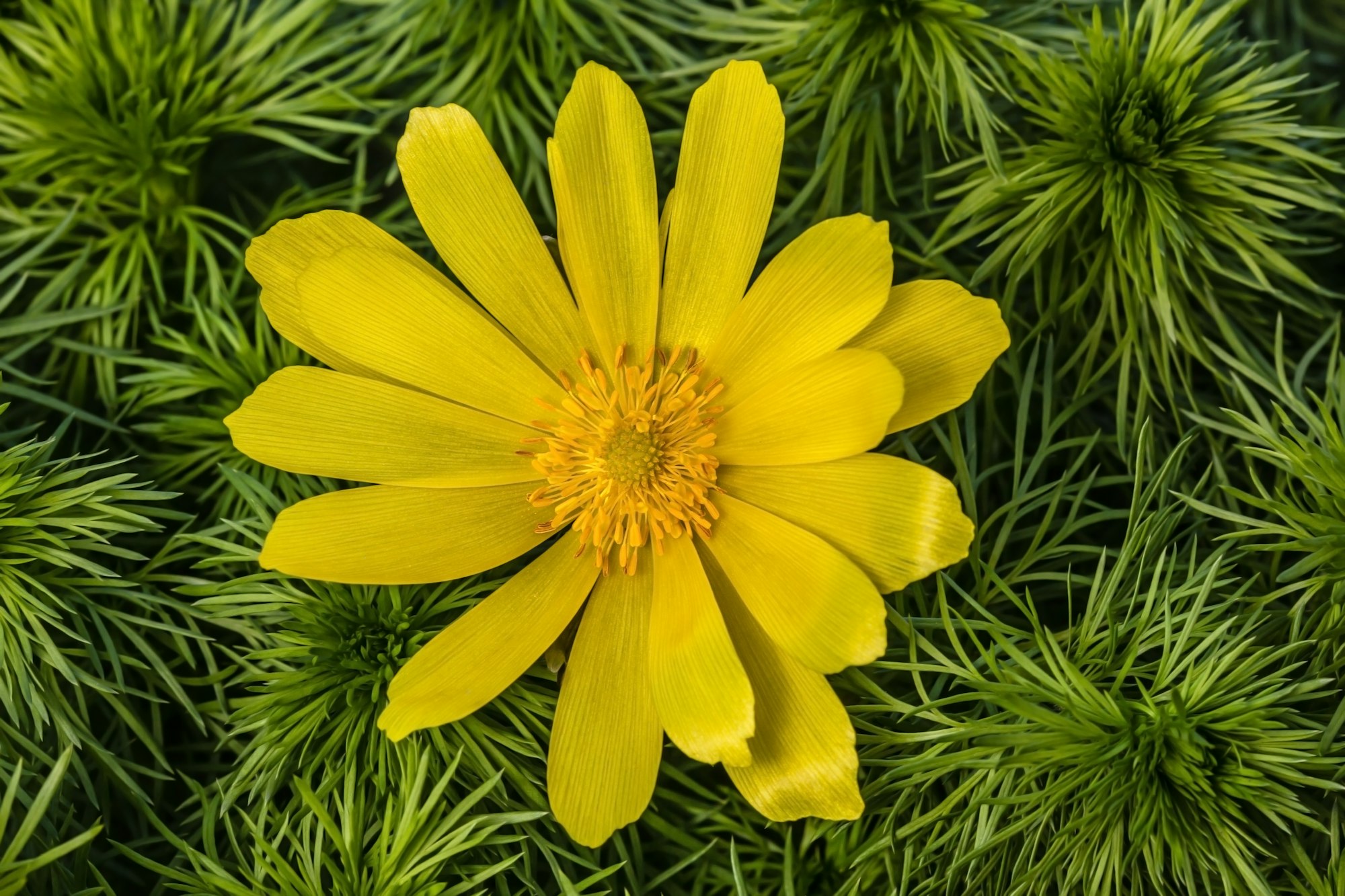 Flowers of Adonis, lat. Adonis vernalis