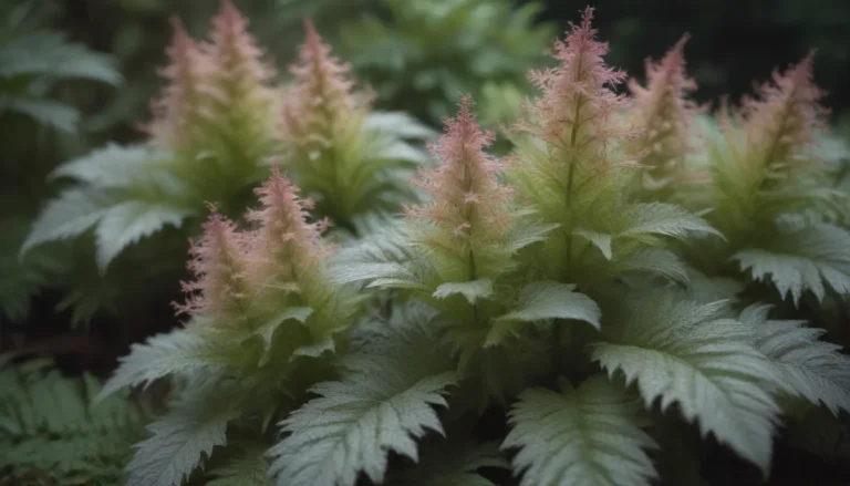 Everything You Need to Know About Growing and Caring for Foamflower