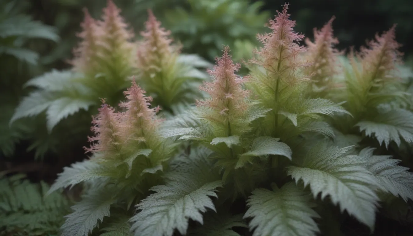 Everything You Need to Know About Growing and Caring for Foamflower