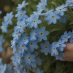 The Ultimate Guide to Forget-Me-Not: Plant Care, Growing Tips, Symbolism, and More