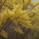 Ultimate Guide to Forsythia Care: Everything You Need to Know