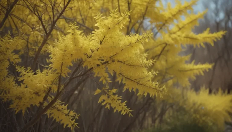 Ultimate Guide to Forsythia Care: Everything You Need to Know