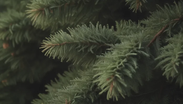 A Comprehensive Guide to Growing and Caring for Fraser Fir Trees