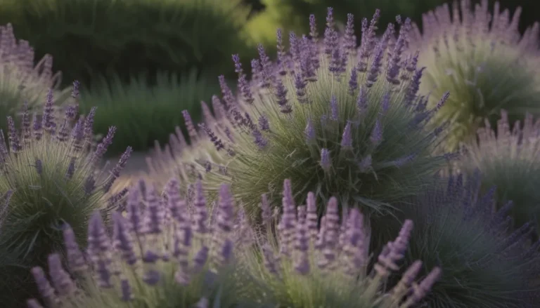 The Ultimate Guide to Growing French Lavender